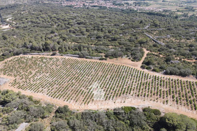 Terrain agricole - 18 500 m²