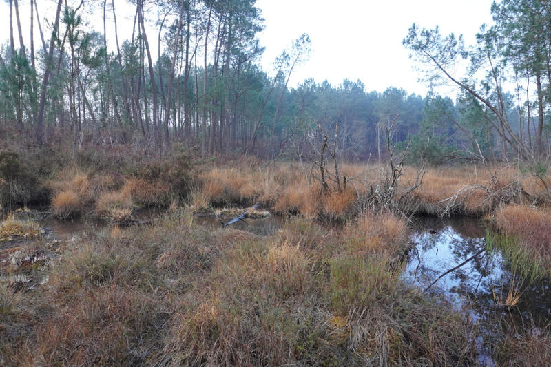 Journée mondiale des Zones Humides