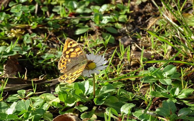 Sortie nature Cpie Pays Basque : "La santé par les plantes"