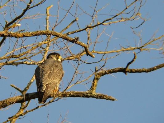 "A tire d’aile" à la tourbière des Dauges