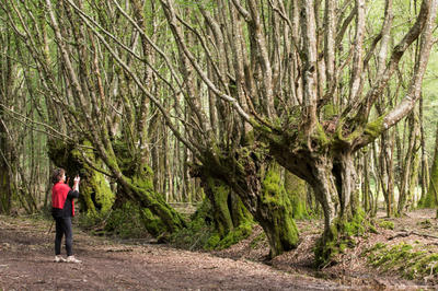 Chantier "taillez les arbres en tétards"