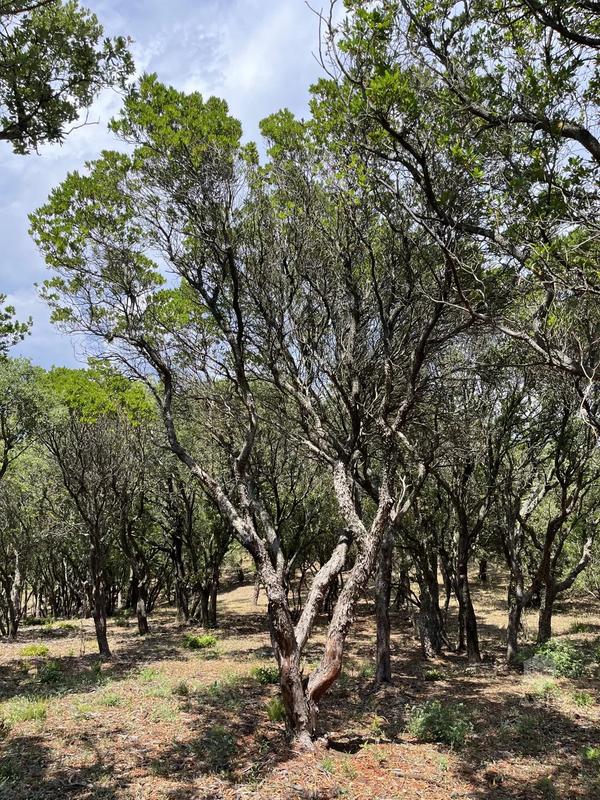 Terrain - 25 956 m²