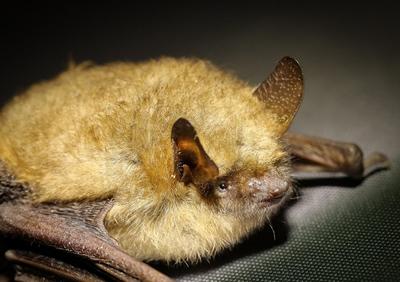 Atelier Brico'nature “Gîte à Chauve-souris”