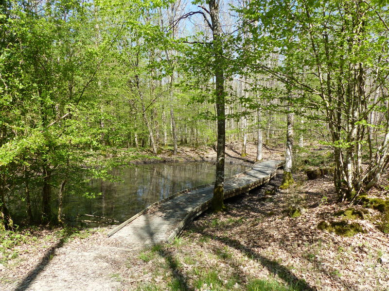 Une forêt riche en histoires