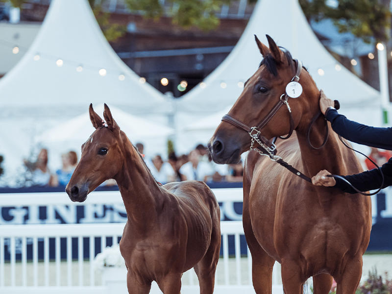 Ventes d'élevage Fences