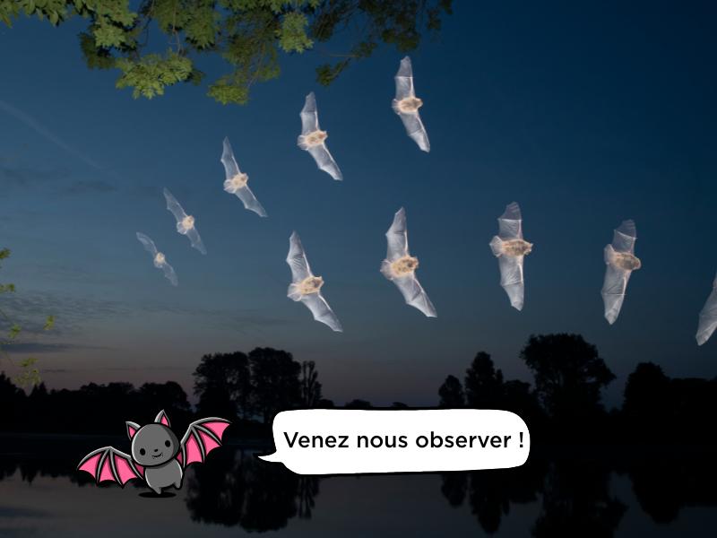 Nuit de la chauve souris