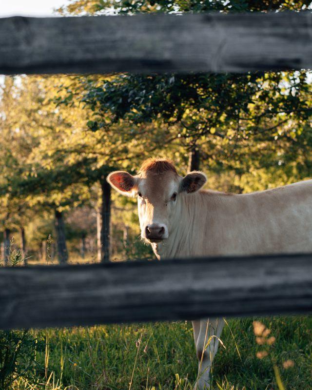 Pique-nique sous les pommiers