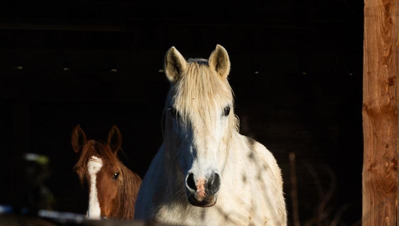 Terrain constructible - 1 030 m²