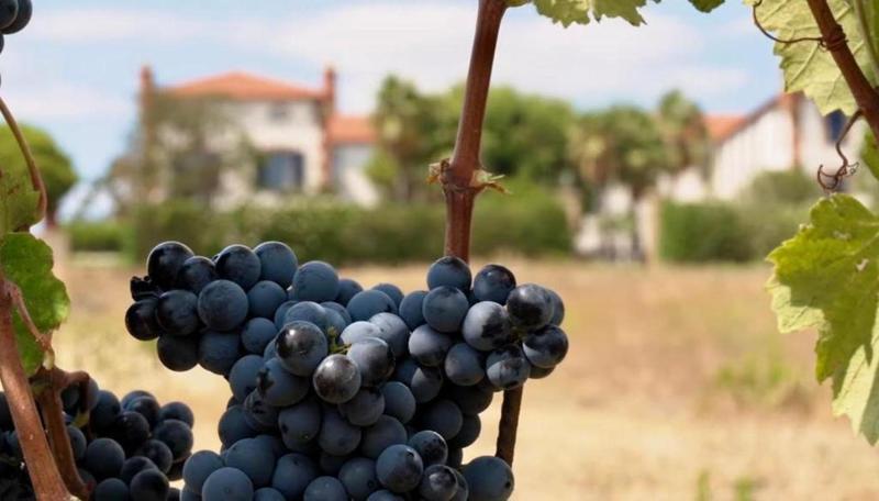 Château - 1 497 m² - 67 pièces