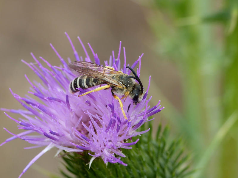Le buzz des pollinisateurs