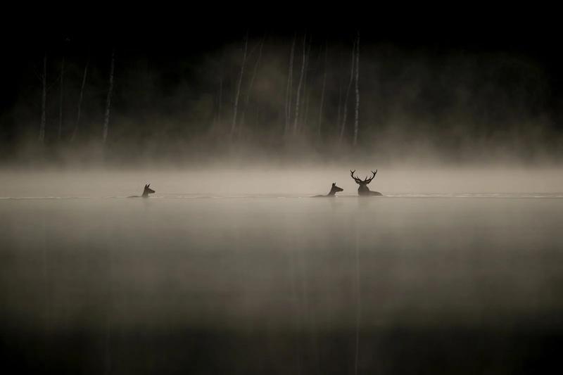Film - le Chant des forêts