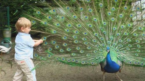 Parc Ornithologique de Bretagne