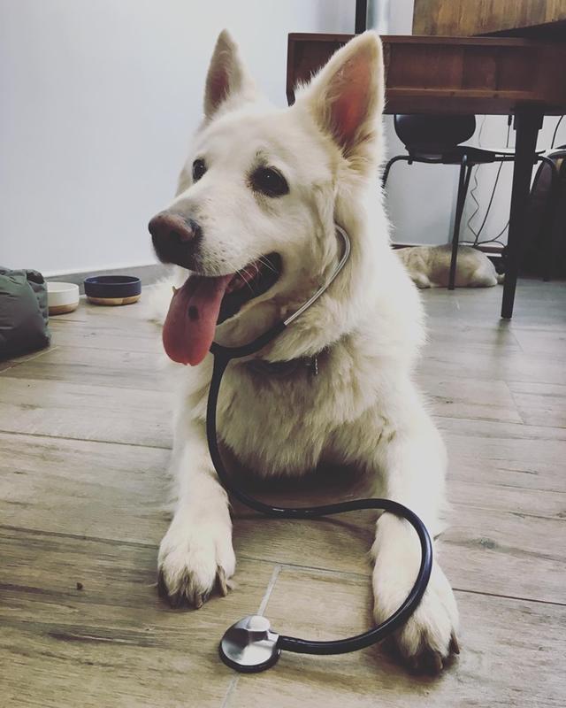 Ouest My Vet Clinique vétérinaire