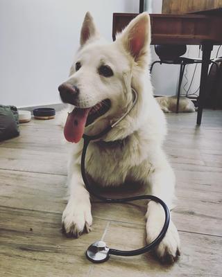 Ouest My Vet Clinique vétérinaire