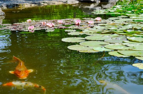 Jardin aux Plantes Parfumées