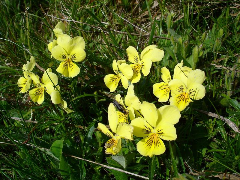 Opération rempotage et journée des associations