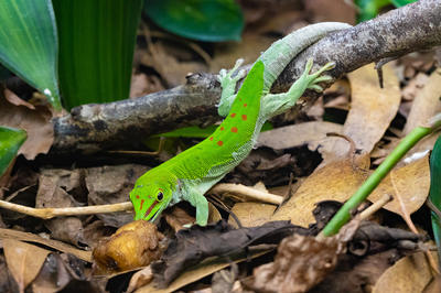 Micro Zoo Saint-Malo