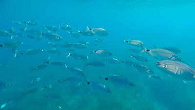 Balade Gourmande en voilier Guadeloupe