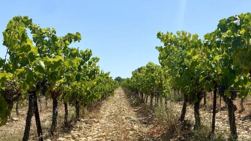 Terrain agricole - 900 m²