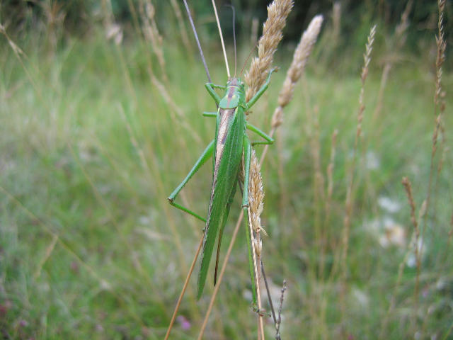 Le petit peuple des herbes  au Bois des Roches