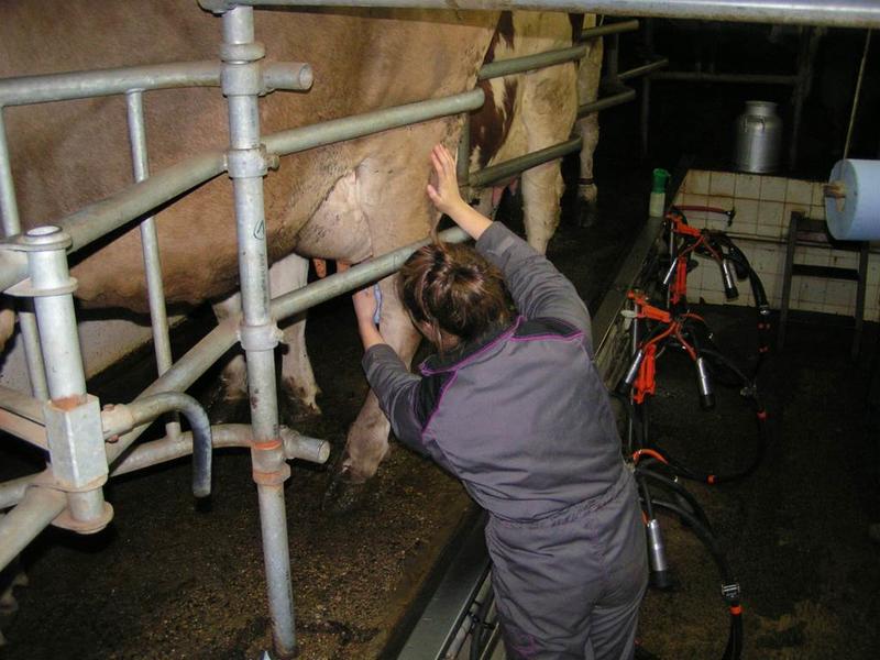 Assistez a la Traite des Vaches