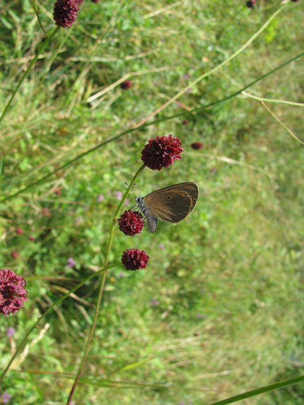 Entre plantes, oiseaux &amp; papillons