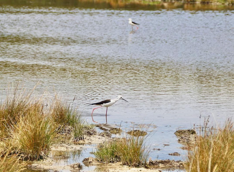 Longère - 97 m² - 5 pièces