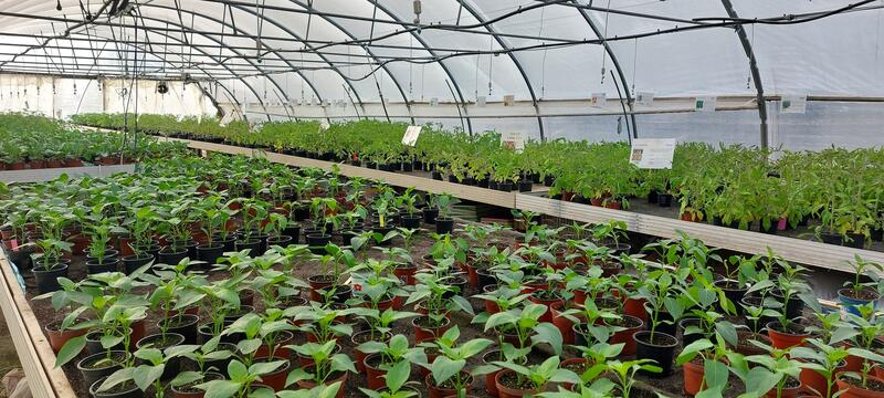 Grande vente de plants