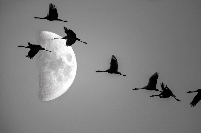 Comprendre la migration des oiseaux