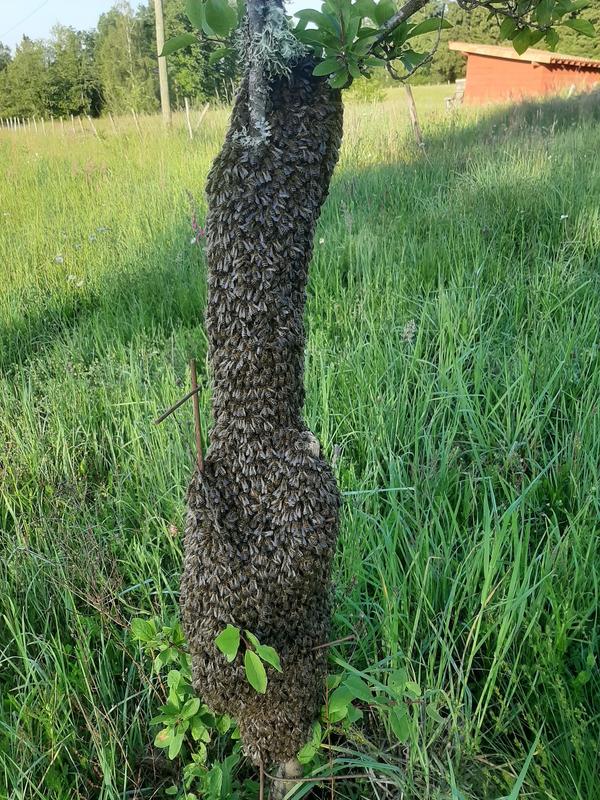 Melissa Miel, visite gratuite chez un apiculteur