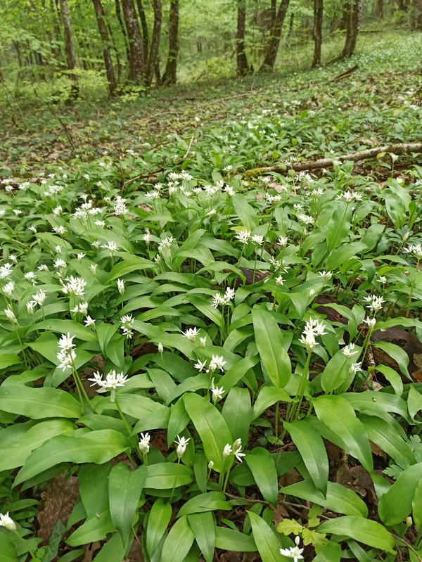 Stage Botanique et Usages des Plantes