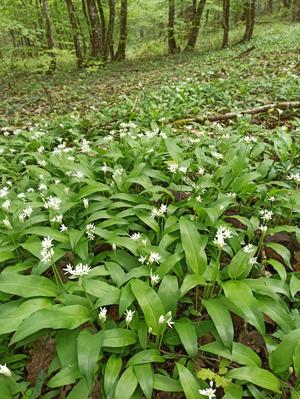 Stage Botanique et Usages des Plantes