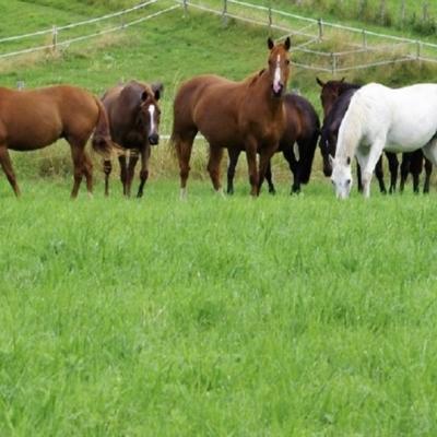 Fermette - 110 m² - 4 pièces