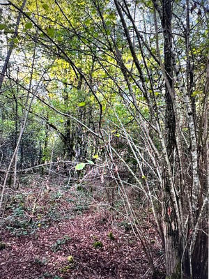 Terrain agricole - 79 305 m²