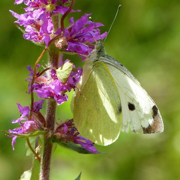Macro photo de peites bêtes