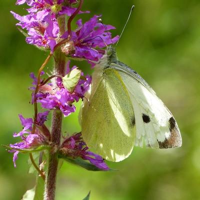 Macro photo de peites bêtes
