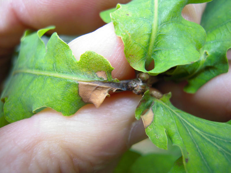 Les forêts de l'histoire 14-18 : Plantes et Mystères des Sous-Bois