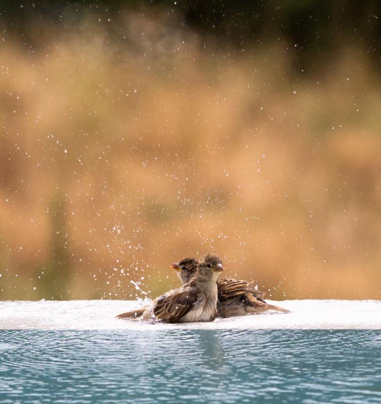 Terrain constructible - 865 m²