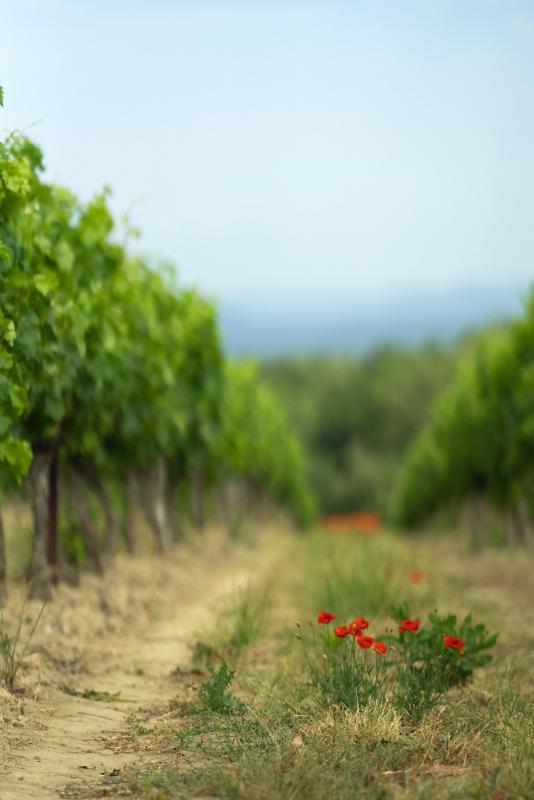 Terrain agricole - 360 000 m²