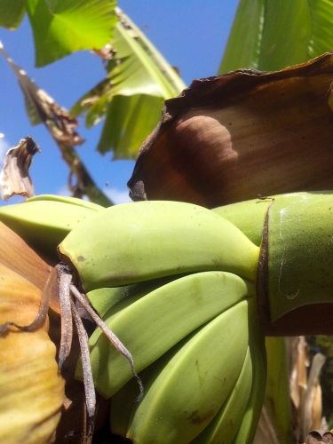 Les Bruyères d'Erquy