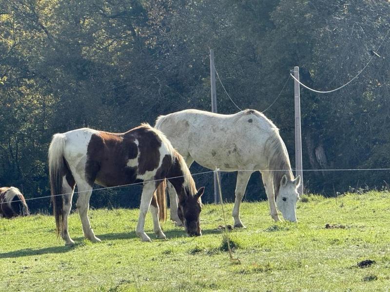 Maison de village - 250 m² - 12 pièces
