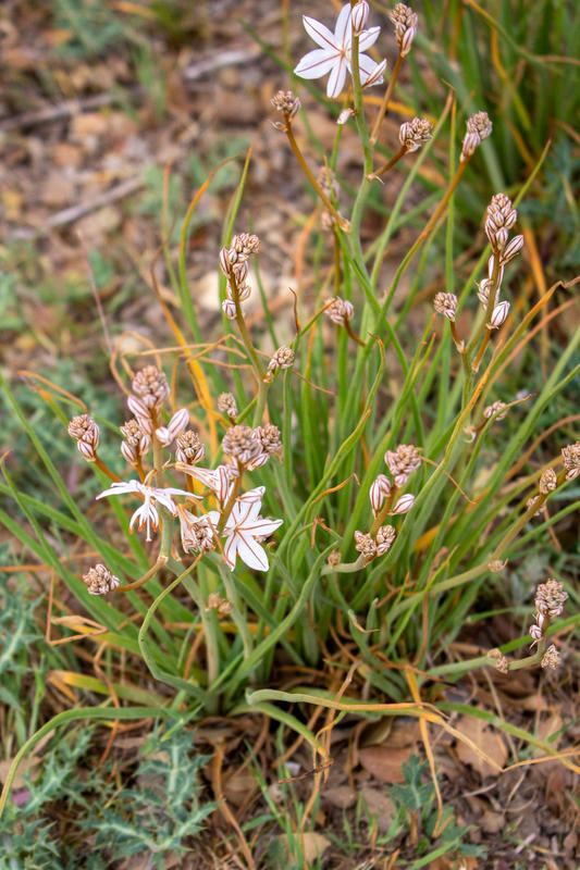 Éco-balade : Découverte des salins de Rassuen