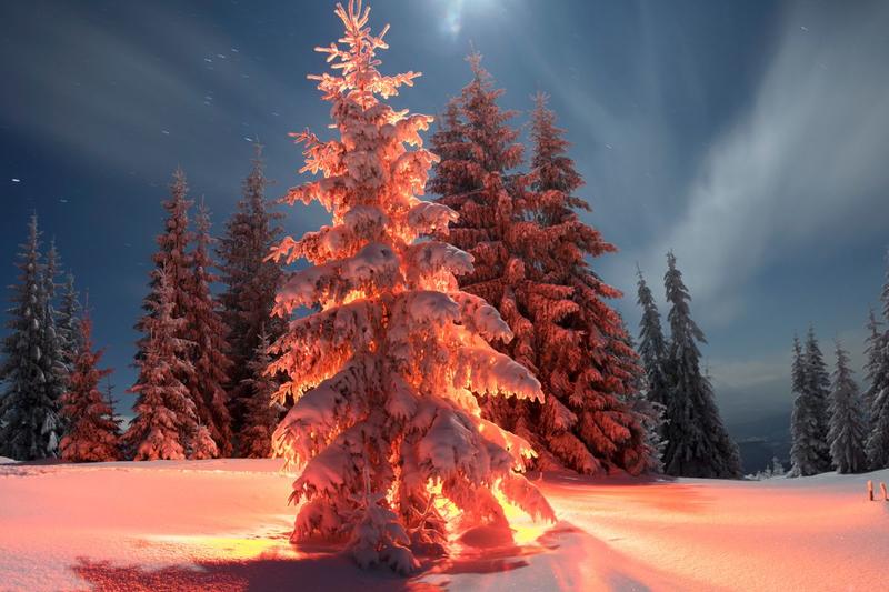 Les contes de l’Arbre Noël