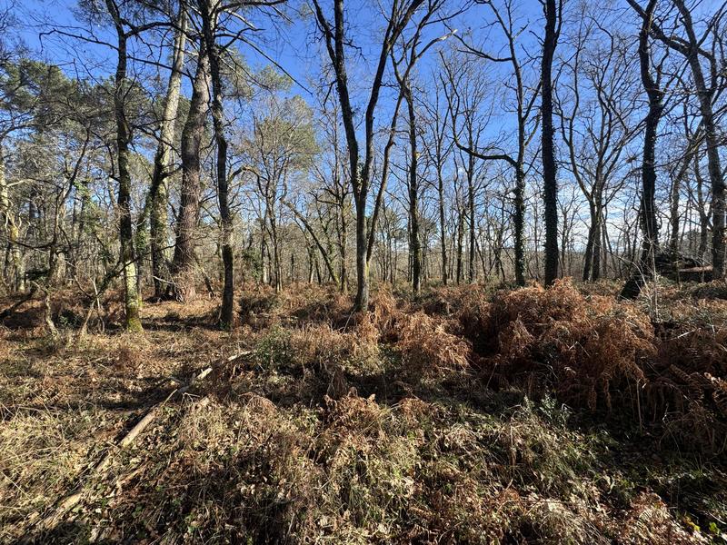 Terrain - 96 131 m²