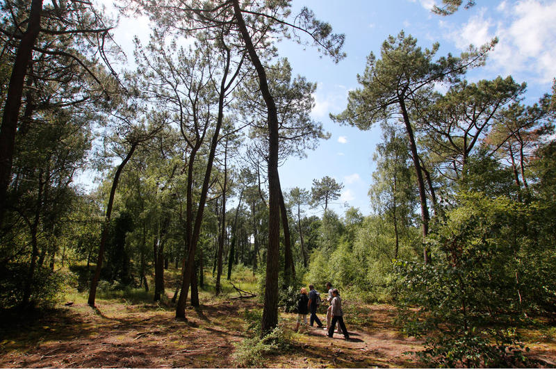 Visite guidée - Balade sensorielle en forêt