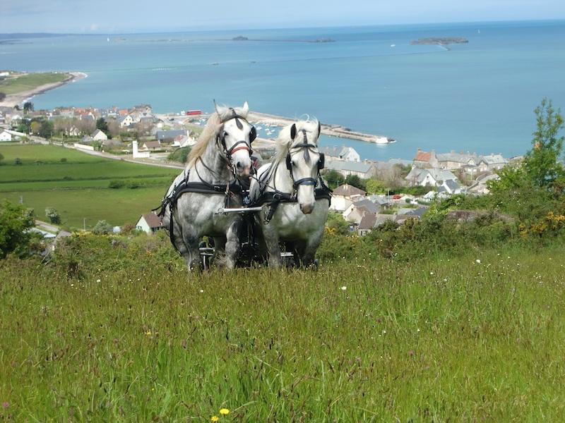 Balade attelée à Port-Bail