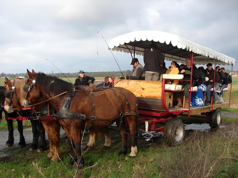 Balade en attelage "Les marais de l'elle, au rythme des chevaux"