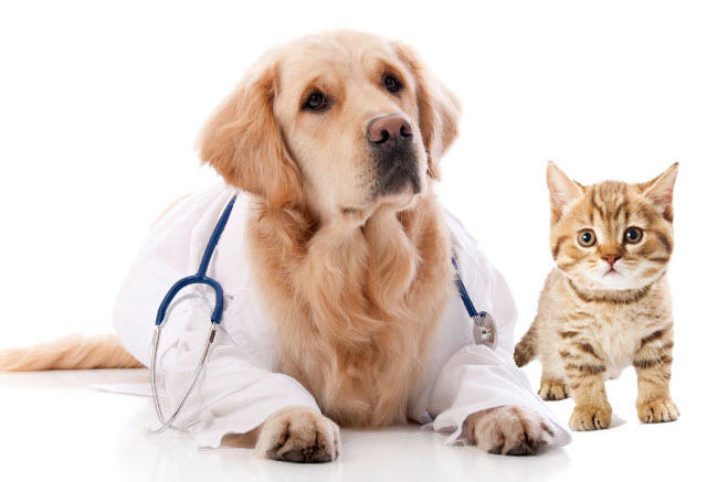 Veterinaire à Domicile