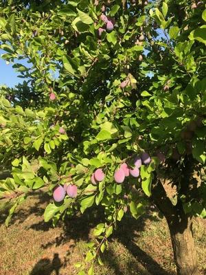 Propriété - 1 pièce