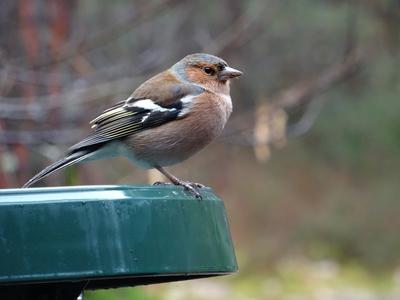 Comptage des oiseaux des Jardins